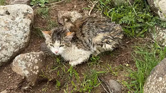 Siverek'te derede mahsur kalan kedi kurtarıldı
