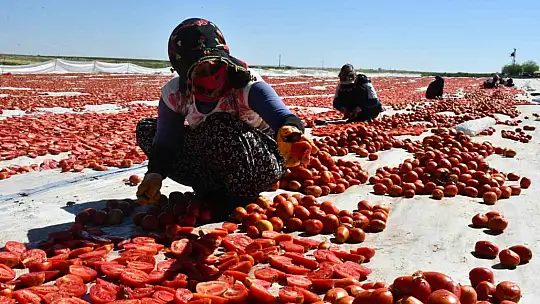 Siverek'te yetiştirilen kuru domatesler dünya sofralarına ulaşıyor