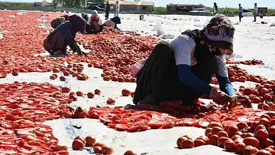 Siverek'te yetiştirilen kuru domatesler dünya sofralarına ulaşıyor