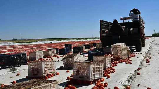 Siverek'te yetiştirilen kuru domatesler dünya sofralarına ulaşıyor