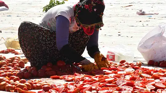 Siverek'te yetiştirilen kuru domatesler dünya sofralarına ulaşıyor