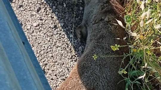 Siverek'te yol kenarında ölü su samuru bulundu