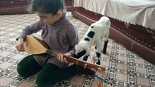 Soğuk hava kuzuları eve taşıdı: Elazığ'da yeni doğan kuzular biberonla besleniyor