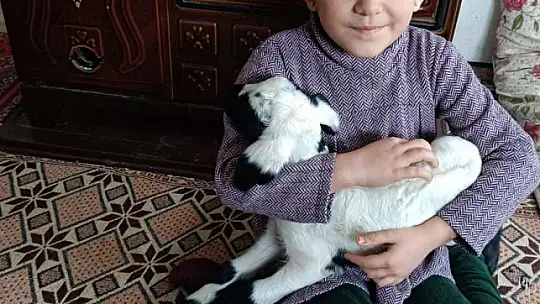 Soğuk hava kuzuları eve taşıdı: Elazığ'da yeni doğan kuzular biberonla besleniyor