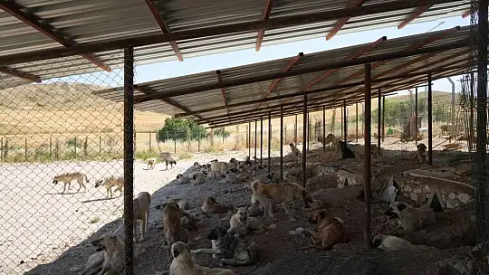 Sokak hayvanlarına doğal yaşam ve gölgelik desteği