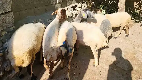 Sokak köpekleri köylülerin hayvanlarına saldırdı