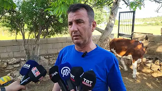 Sokak köpekleri köylülerin hayvanlarına saldırdı