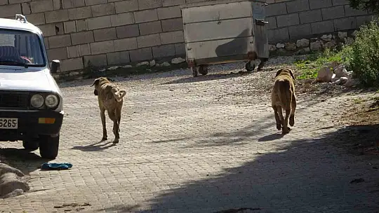 Sokak köpekleri köylülerin hayvanlarına saldırdı