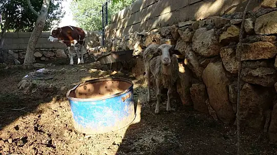 Sokak köpekleri köylülerin hayvanlarına saldırdı