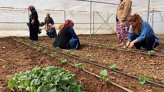 Sulu tarım mevsimlik tarım işçiliğini bitirdi