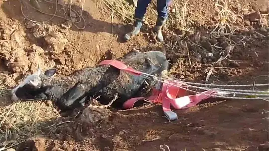 Tahliye kanalına düşen inek kurtarıldı