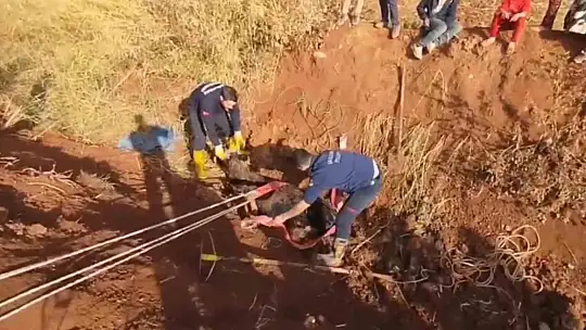 Tahliye kanalına düşen inek kurtarıldı