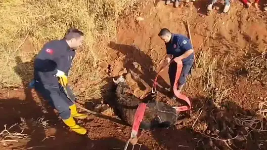 Tahliye kanalına düşen inek kurtarıldı