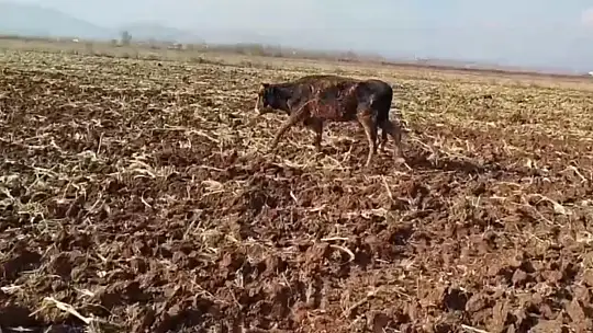 Tahliye kanalına düşen inek kurtarıldı