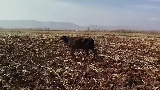 Tahliye kanalına düşen inek kurtarıldı