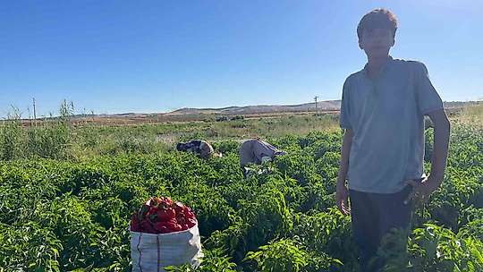 Tarlalardan sofralara acı yolculuk başladı