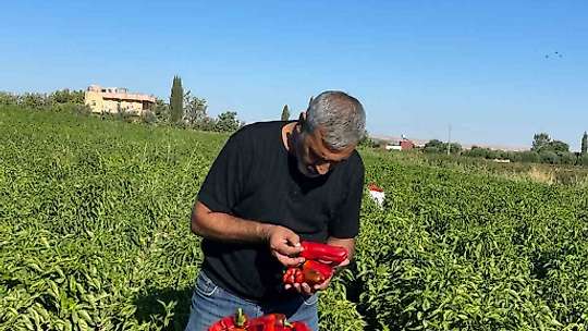 Tarlalardan sofralara acı yolculuk başladı