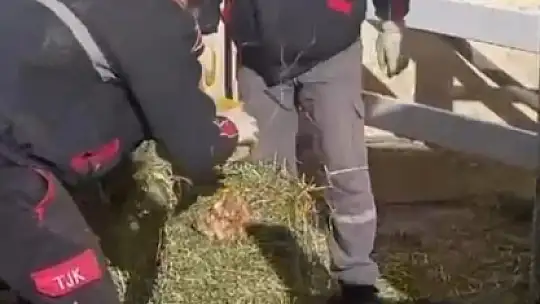 TJK Şanlıurfa Hara ve Aşım İstasyonu'nda skandal görüntüler