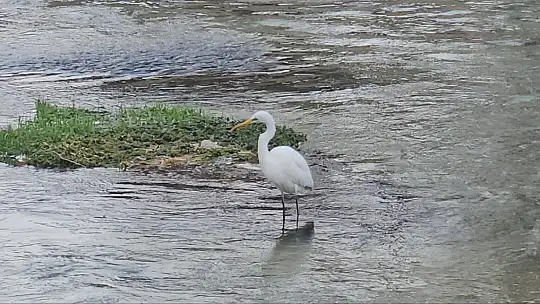 Tohma Çayı'nı mesken tutan balıkçıl kuşu ilgi görüyor