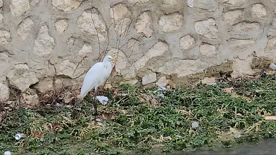 Tohma Çayı'nı mesken tutan balıkçıl kuşu ilgi görüyor