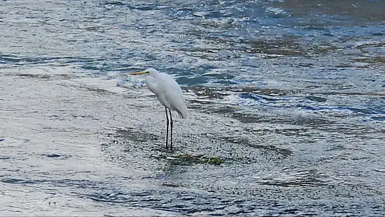 Tohma Çayı'nı mesken tutan balıkçıl kuşu ilgi görüyor