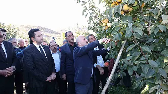 Kilosu 20 TL'den satılıyor! Adıyaman'da Trabzon hurmasının hasadı başladı