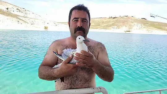 Uçamadığı için barajda mahsur kalan martıyı tekne çalışanı kurtardı