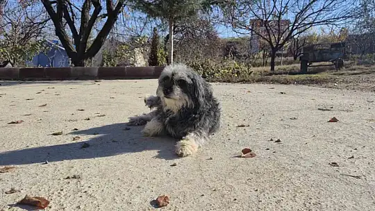 Uzmandan evcil hayvanlarda aşı uyarısı