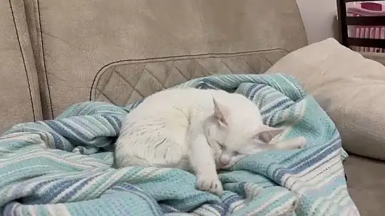 Uzmandan evcil hayvanlarda aşı uyarısı