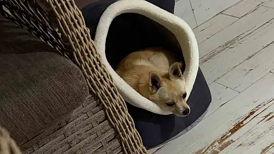 Uzmandan evcil hayvanlarda aşı uyarısı