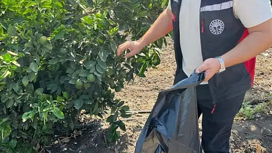 Yanan turunçgillerin Akdeniz Meyve sineği üretmemesi için çalışma başlatıldı