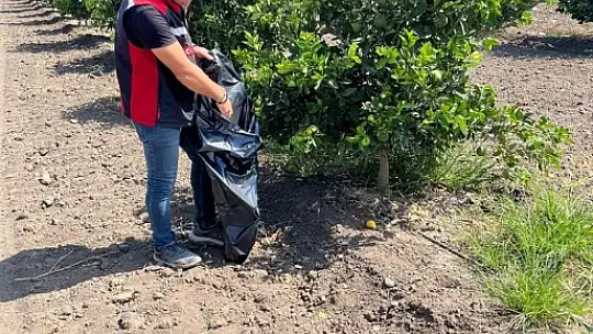 Yanan turunçgillerin Akdeniz Meyve sineği üretmemesi için çalışma başlatıldı