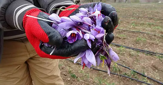Malatya'da gramı 600 TL olan safran yok satıyor