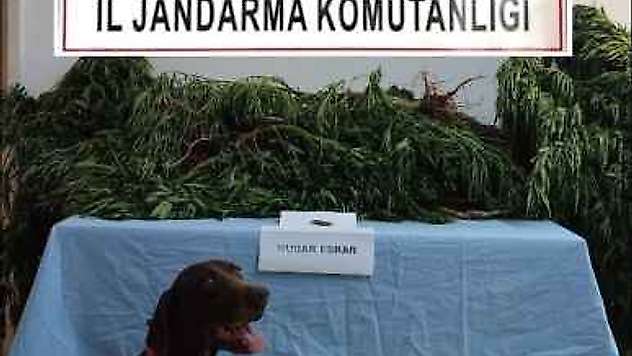 Jandarma Operasyonunda 63 Kök Kenevire 1 Gözaltı