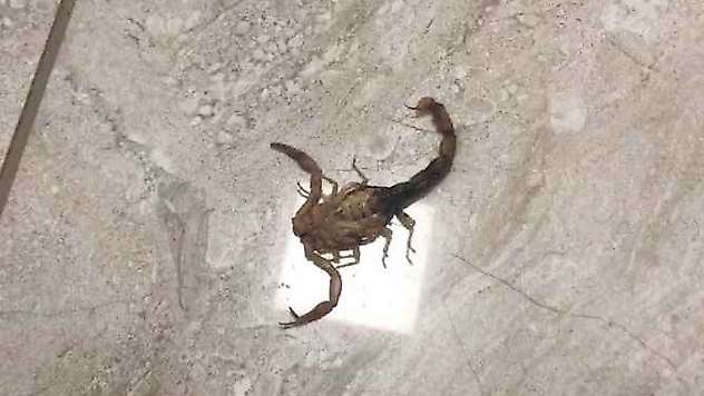 Hastanedeki Akrep Panik Yarattı