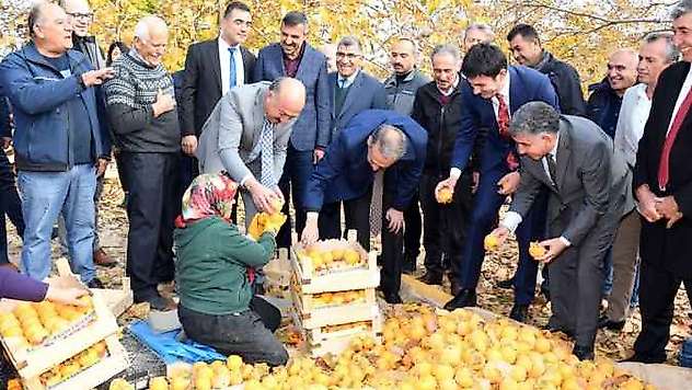 Adıyaman'da 'Cennet Hurması' Hasadı Başladı