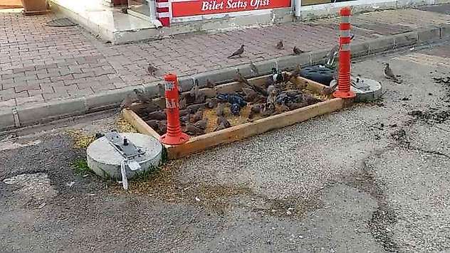 Güvercinler Esnafların Yolunu Gözlüyor