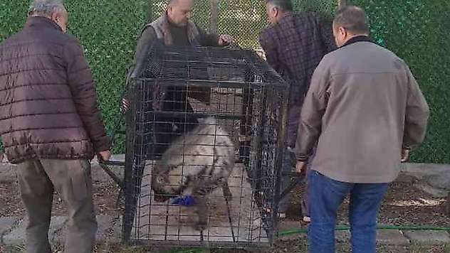 Nesli tükenme tehlikesi altında olan çizgili sırtlan koruma altına alındı - Videolu Haber