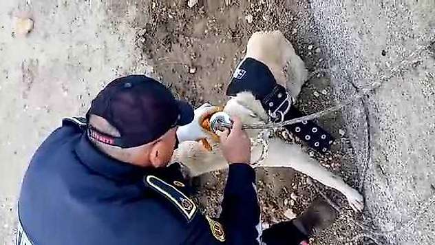 Sulama kanalında düşen köpek kurtarıldı - Videolu Haber