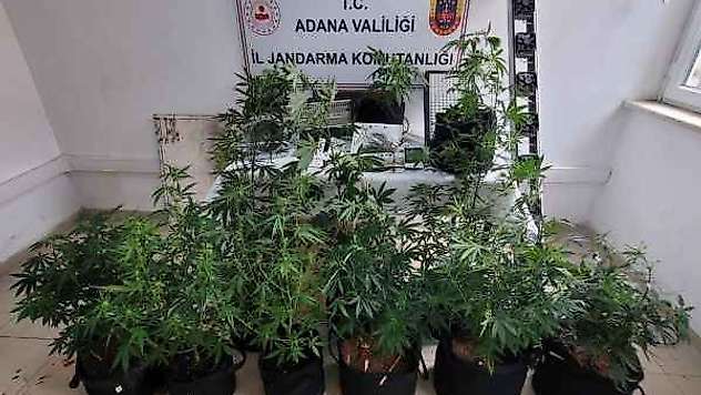 Jandarma ekiplerinden uyuşturucu yetiştiricilerine operasyon