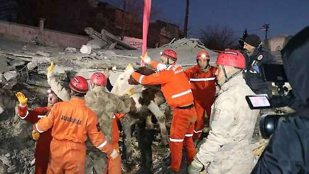11 gün göçük altında 'Bircan' isimli inek, kurtarıldı