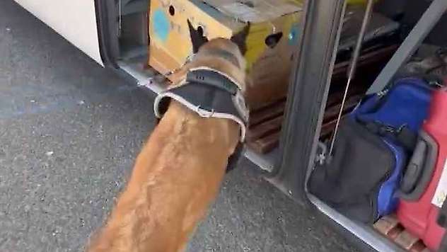2 kilo 750 gram esrar ele geçirildi