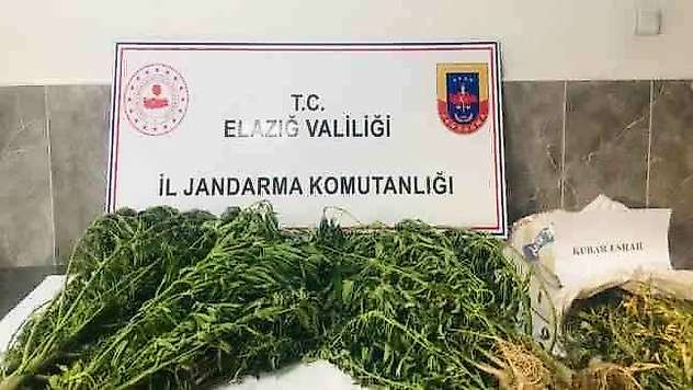 Damla sulama sistemiyle kenevir yetiştiren şüpheli suçüstü yakalandı