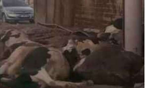 Büyükbaş Hayvan Taşıyan Kamyon Devrildi, 11 Hayvan Telef Oldu