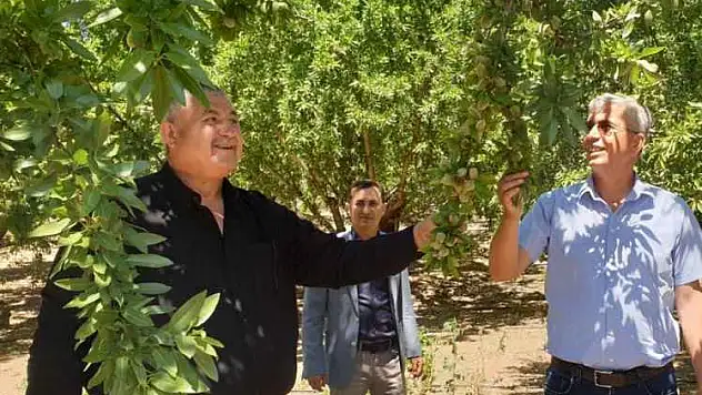 Badem Üreticileri Cumhurbaşkanı'ndan Müjde Bekliyor