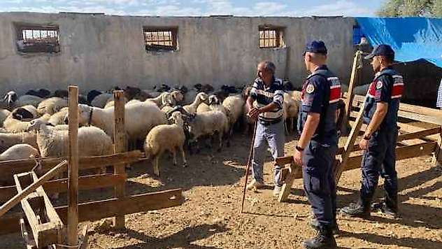 Kayıp Koyunları Jandarma Buldu