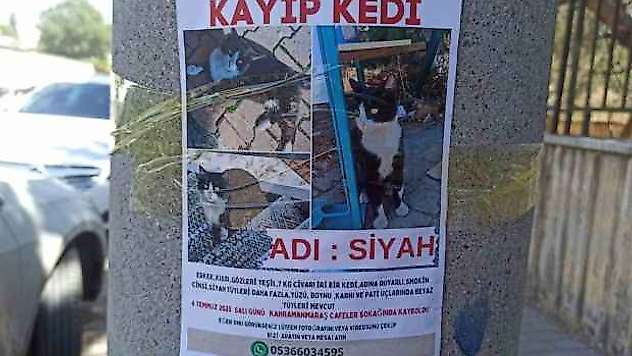 Selma Öğretmen, Kaybolan Kedisini Arıyor