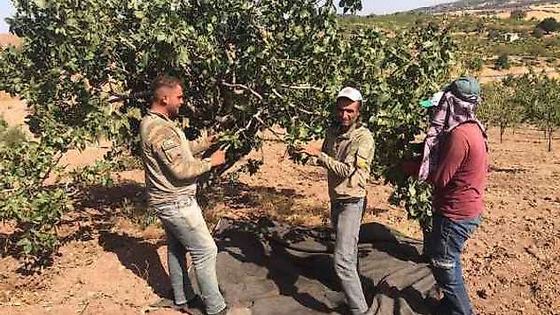 Besni'de Antep Fıstığı hasadı başladı