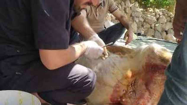 Sokak Köpekleri İneklere Saldırdı