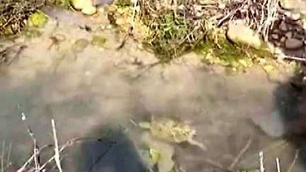 Balıkçı ağına takılan Fırat kaplumbağası kurtarıldı